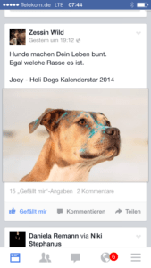 Hundetraining in Berlin - Trainerhund als Model