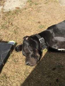Hundebetreuung in Hundetagesstätte Hund liegt in der Sonne