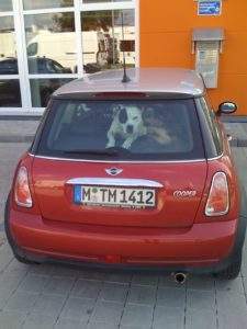 Berliner Hundeführerschein: Hund in Auto