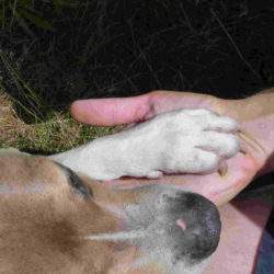 Hundeschule - Hundetricks - Hund gibt Pfötchen