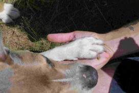 Hundeschule - Hundetricks - Hund gibt Pfötchen