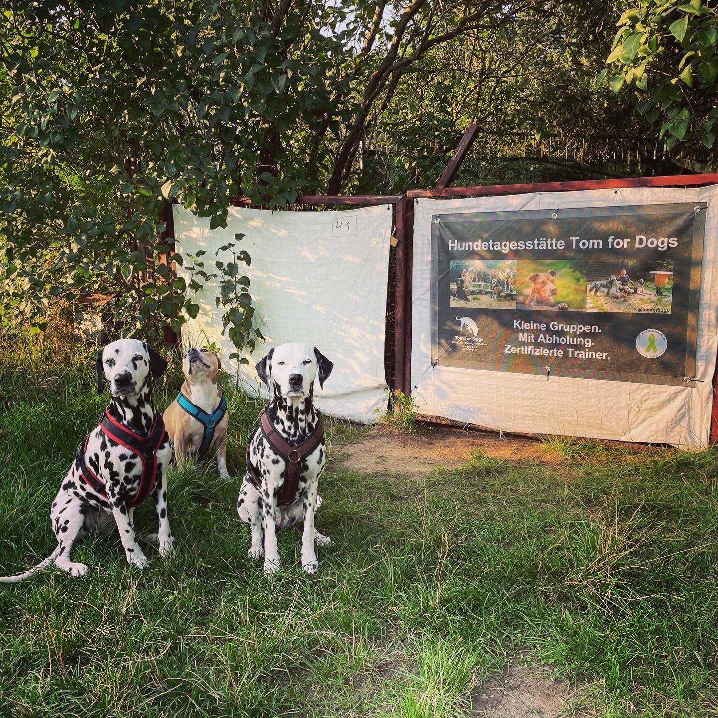 Hundetagesstätte: zwei Dalmatiner posieren vor Eingang zur Hundetagesstätte  