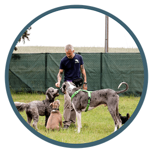 Hundebetreuung in Hundetagesstätte - Hunde in Hundegruppe warten auf ihre Belohnung