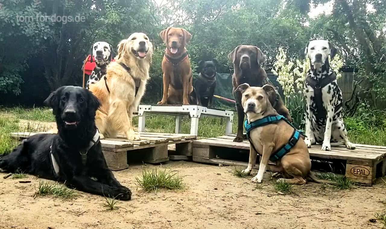 Hundebetreuung in Hundetagesstätte - Hunde sitzen