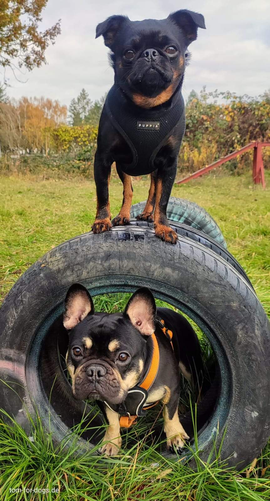 Hundebetreuung in Hundetagesstätte - Hunde spielen mit Reifen