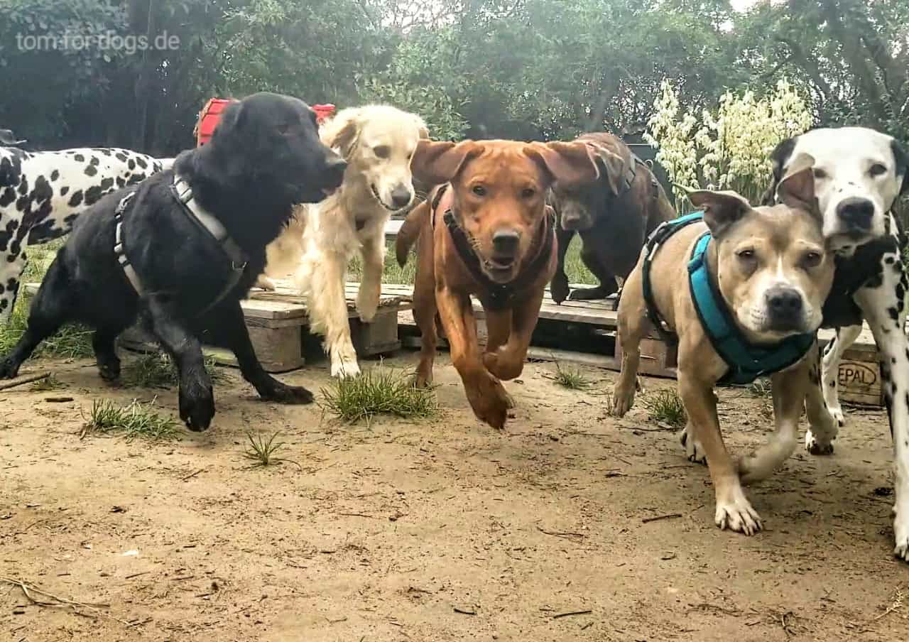 Hundebetreuung in Hundetagesstätte - Hundegruppe läuft auf Signal los