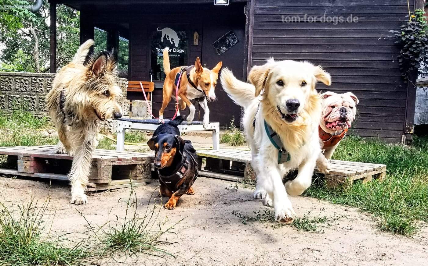 Hundebetreuung in Hundetagesstätte: Hunde rennen  
