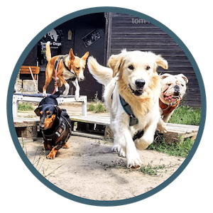 Hundebetreuung in kleinen Gruppen: Hunde laufen auf Kamera zu