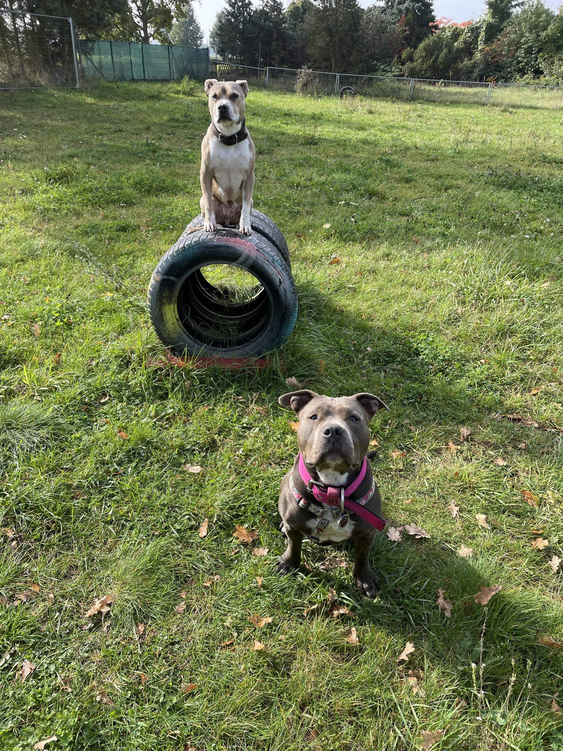 Hundebetreuung in Hundetagesstätte - Ein Staffordshire sitzt auf Reifen, ein American Staffordshire Terrier sitzt davor 