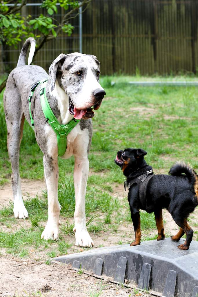 Hundebetreuung in Hundetagesstätte: Dogge und Zwerg-Griffon schauen sich an
