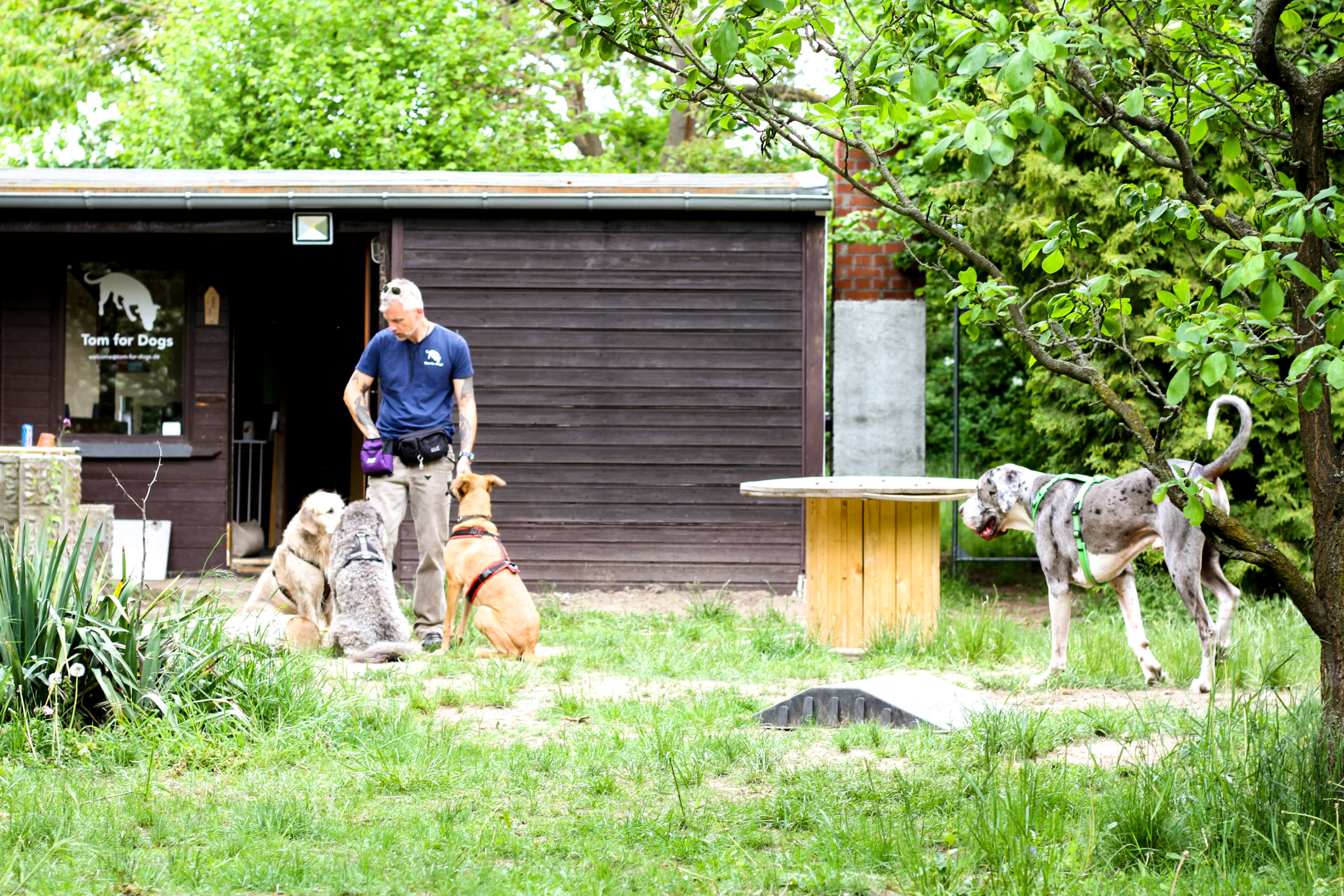 Hundebetreuung in Hundetagesstätte - Hundegruppe sitzt vor Trainer 