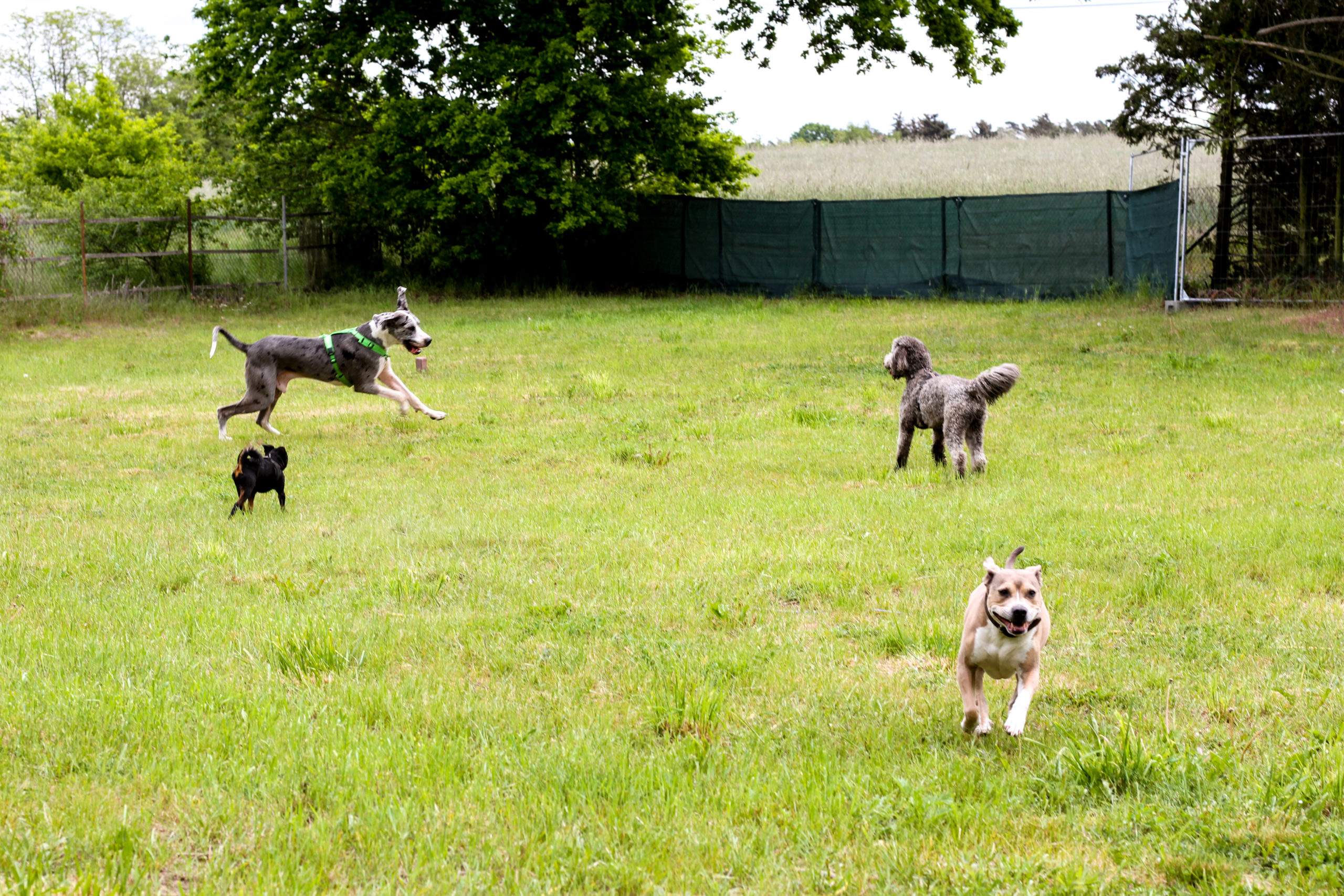 Hundebetreuung in Hundetagesstätte: Hunde rennen