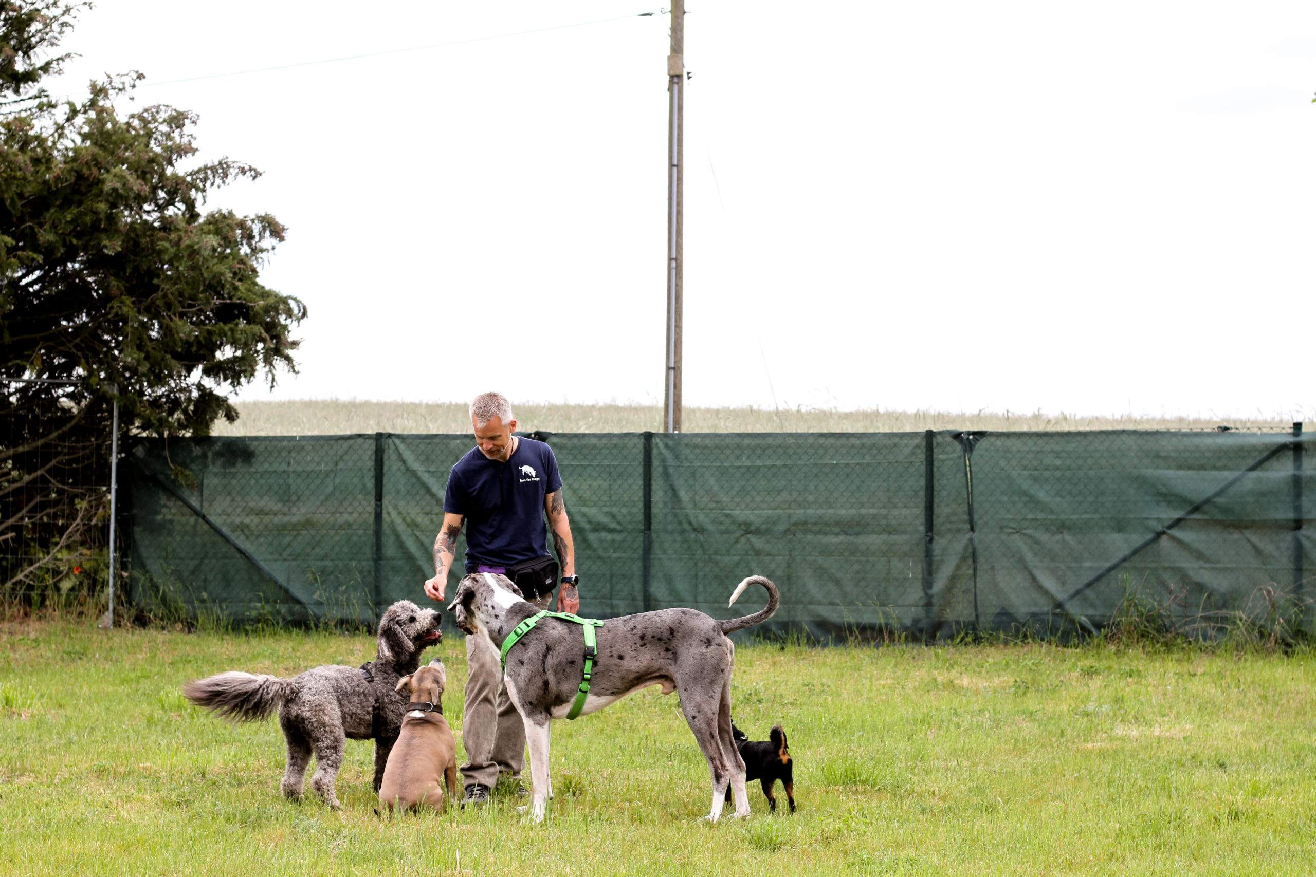 Hundebetreuung in Hundetagesstätte - Hundegruppe vor Hundetrainer wartet auf Futterbelohnung 