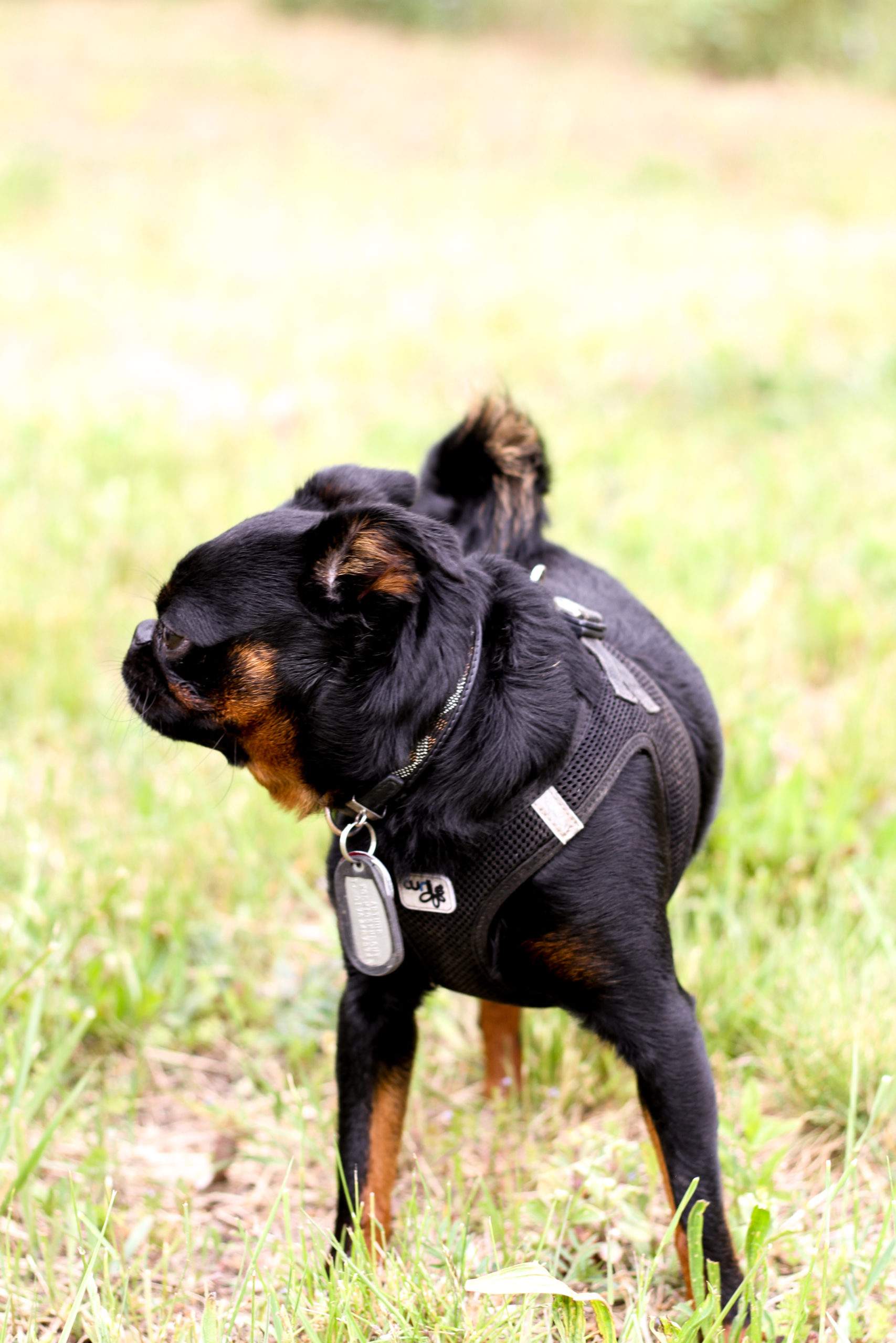Hundebetreuung in Hundetagesstätte - Portrait eines Hundes -  Arthur