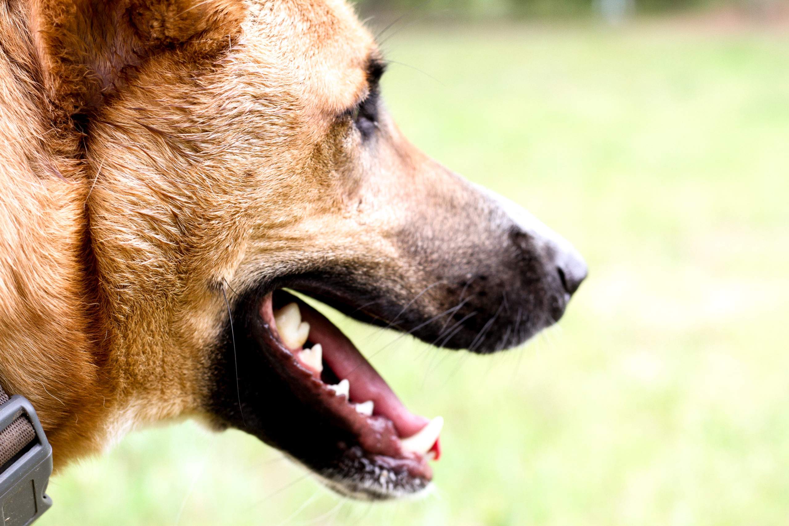 Hundebetreuung in Hundetagesstätte - Scooby Portrait