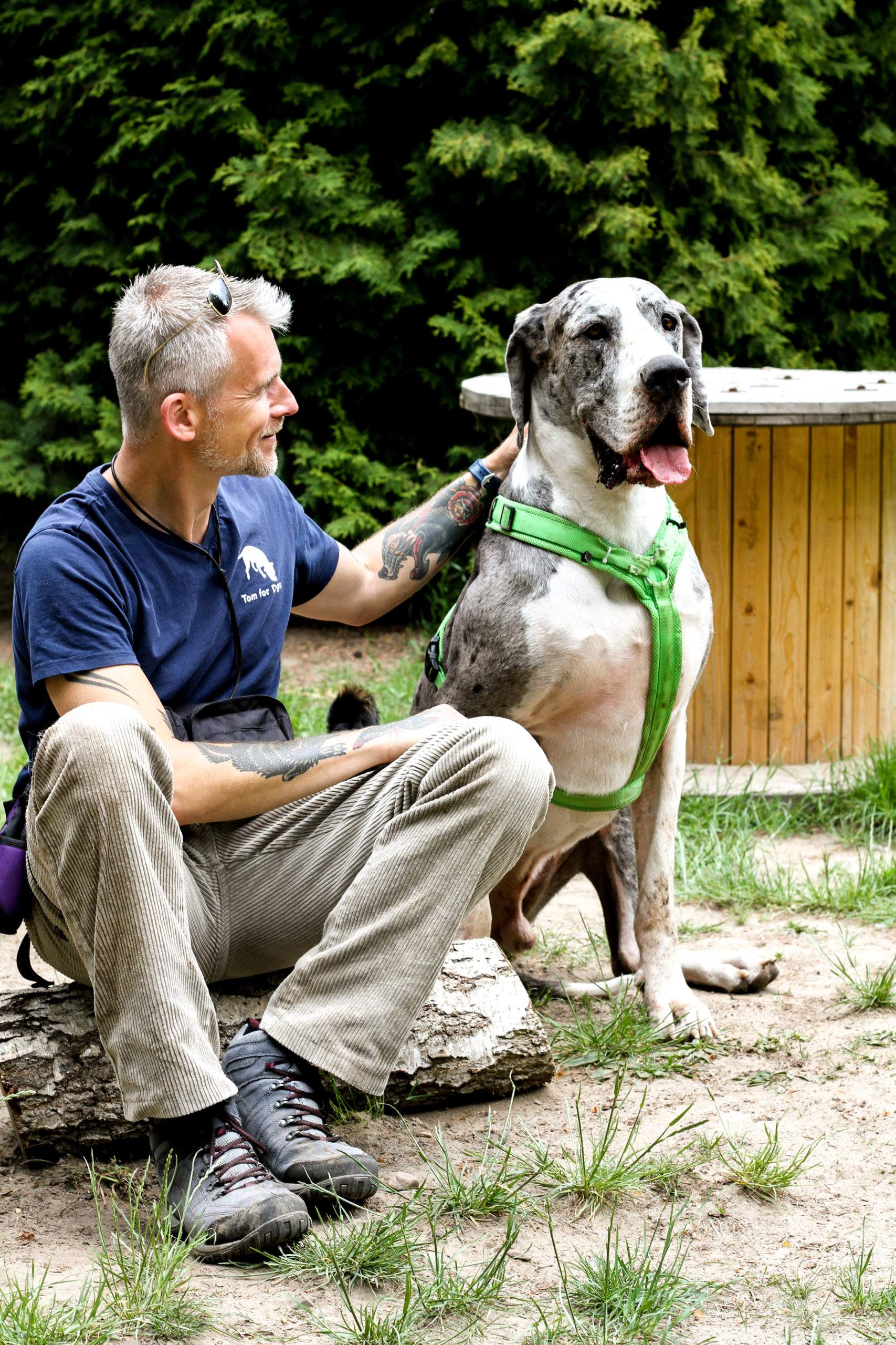 Hundebetreuung in Hundetagesstätte: Tom und Clooney