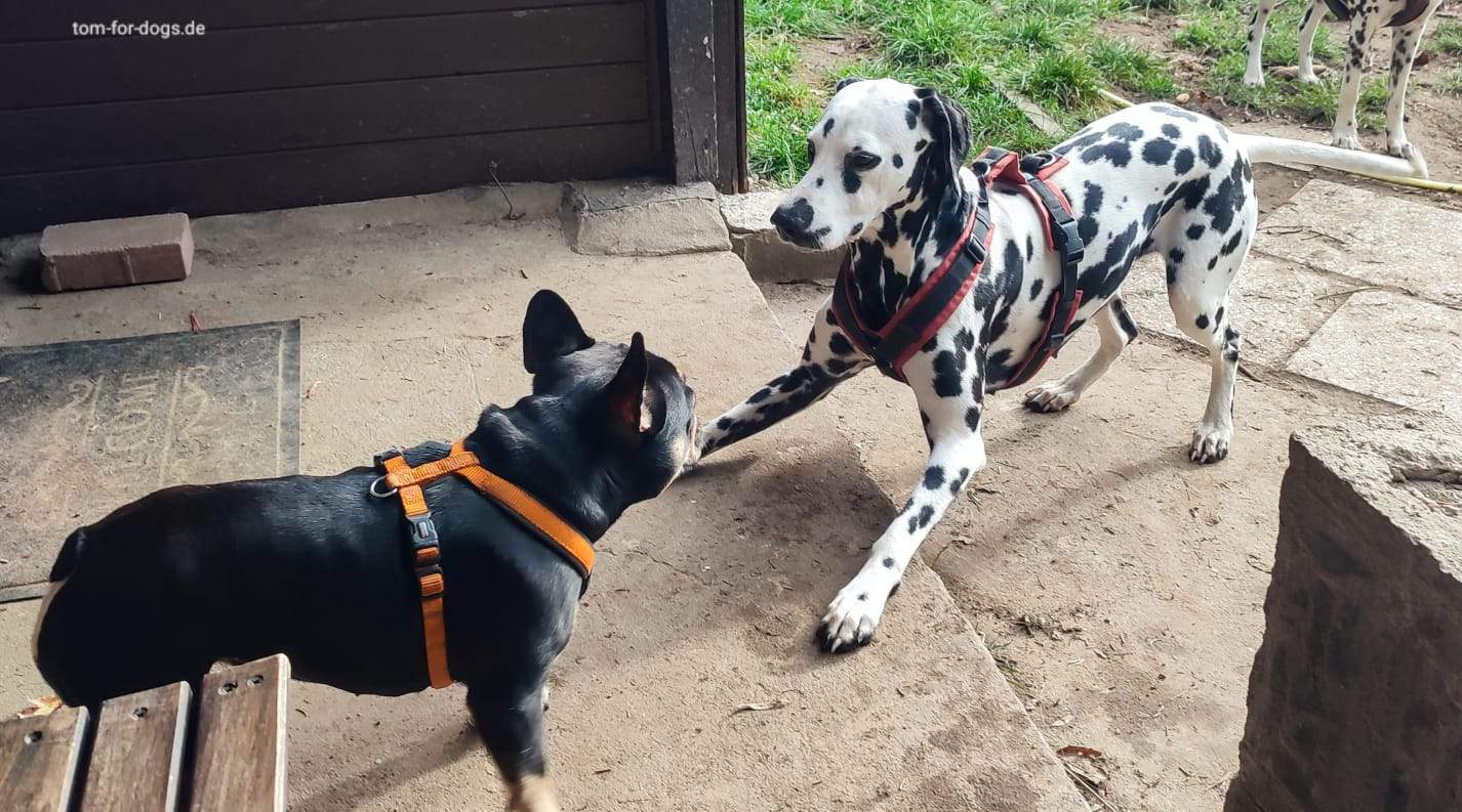 Hundebetreuung in Hundetagesstätte - Hunde spielen
