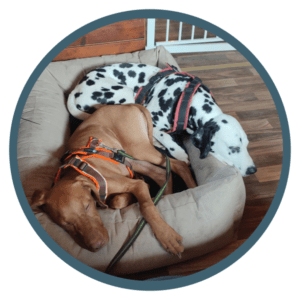 Hundebetreuung in Hundetagesstätte - Ruhepause: Hunde schlafen gemeinsam im Körbchen