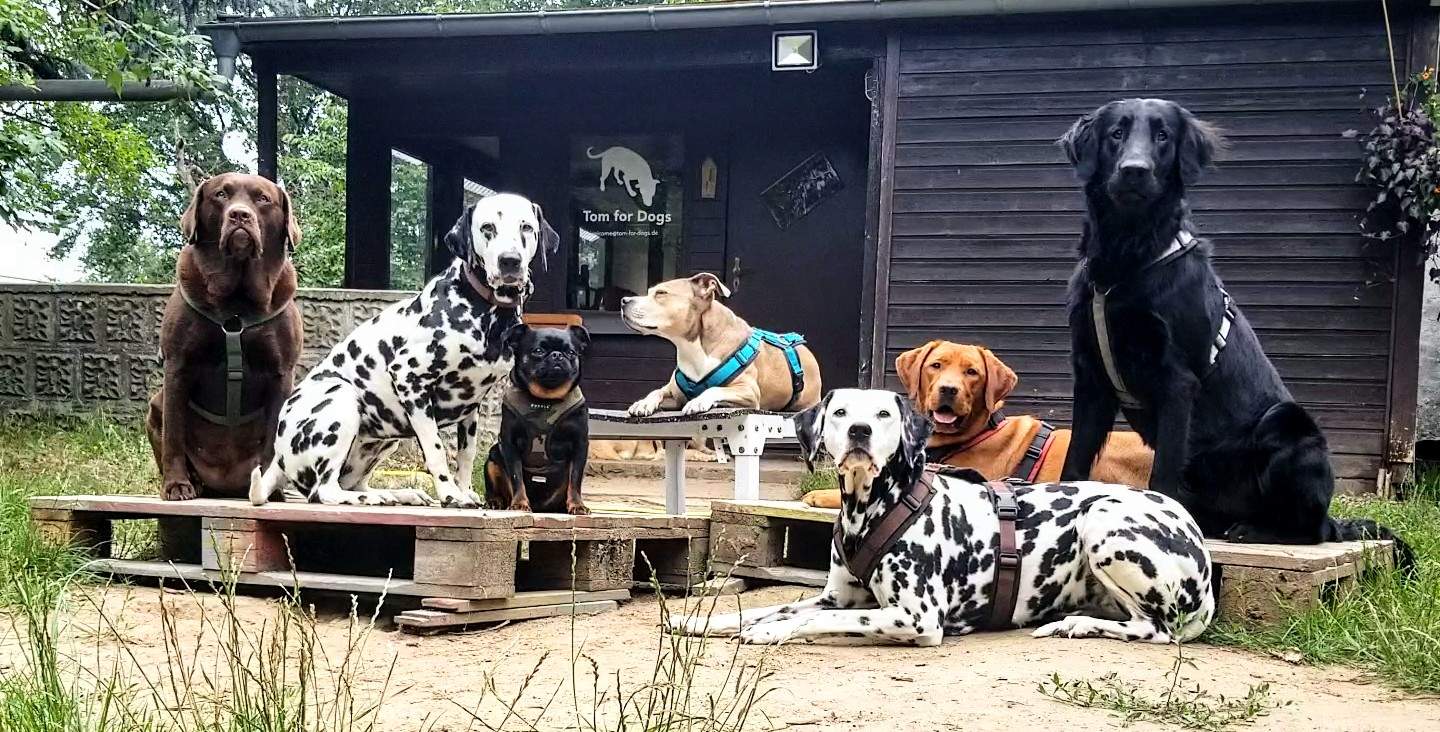 Hundebetreuung in Hundetagesstätte - Platz-Bleib vor unserem Haus