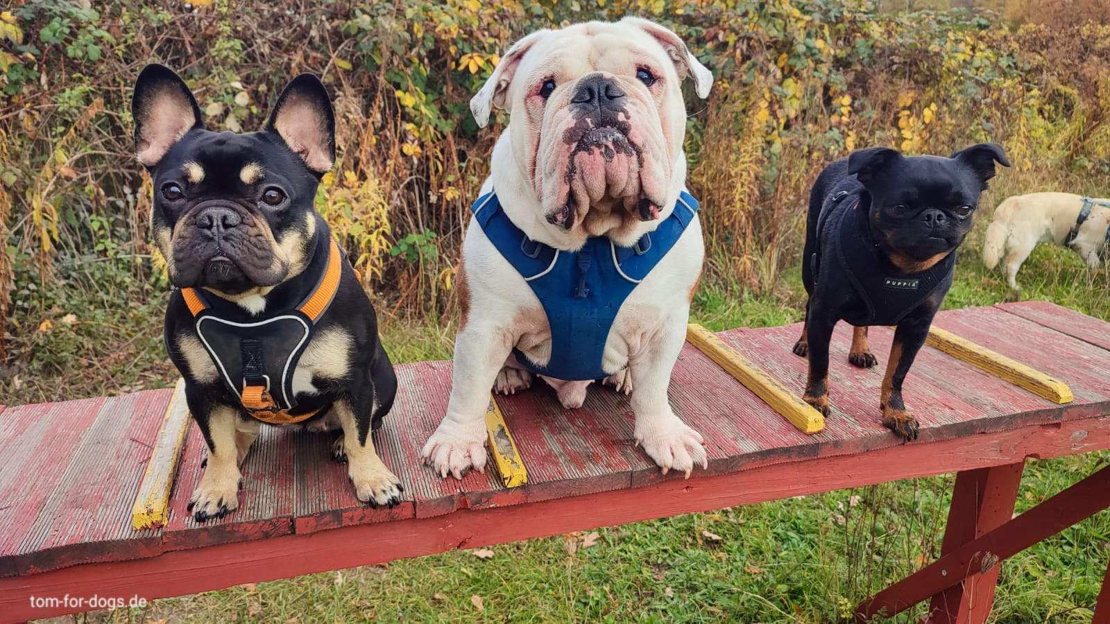 Hundebetreuung in Hundetagesstätte - Hunde sitzen auf Brücke